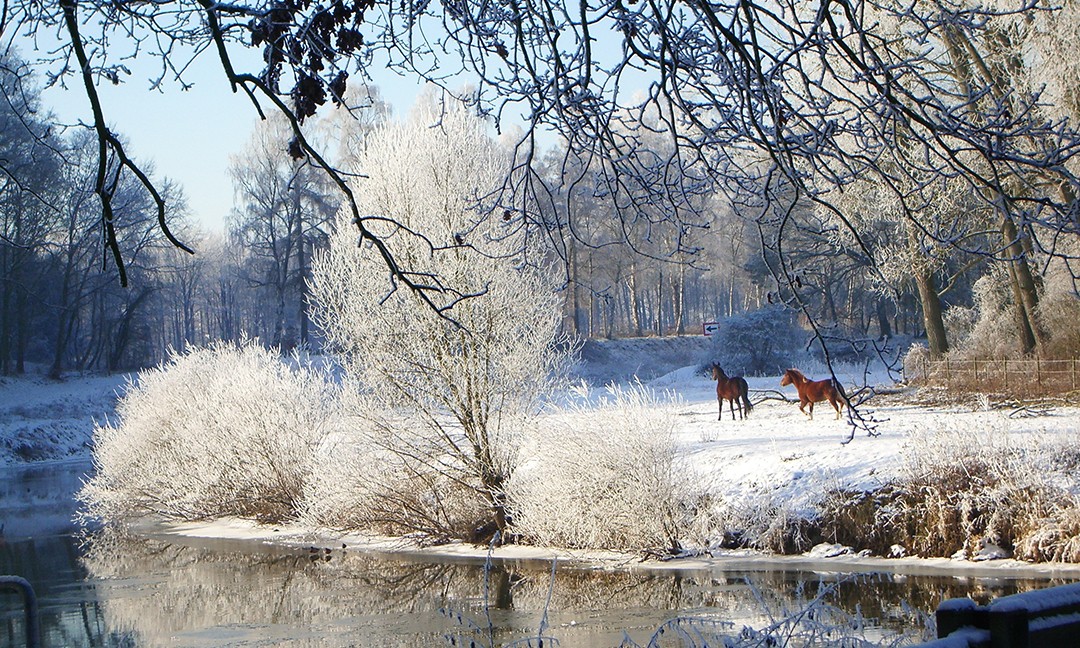 Winterlandschaft an der Ems mit Pferden