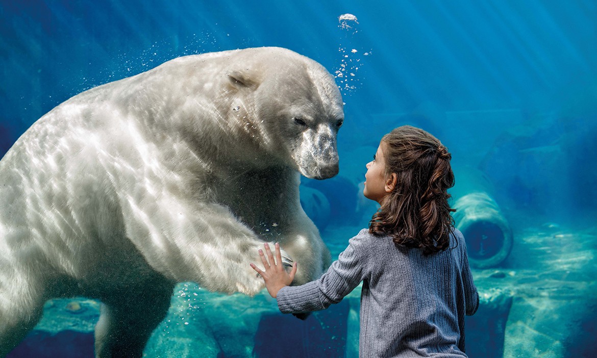 Eisbär und Kind in der Unterwasserwelt Yukon Bay im Erlebnis-Zoo Hannover