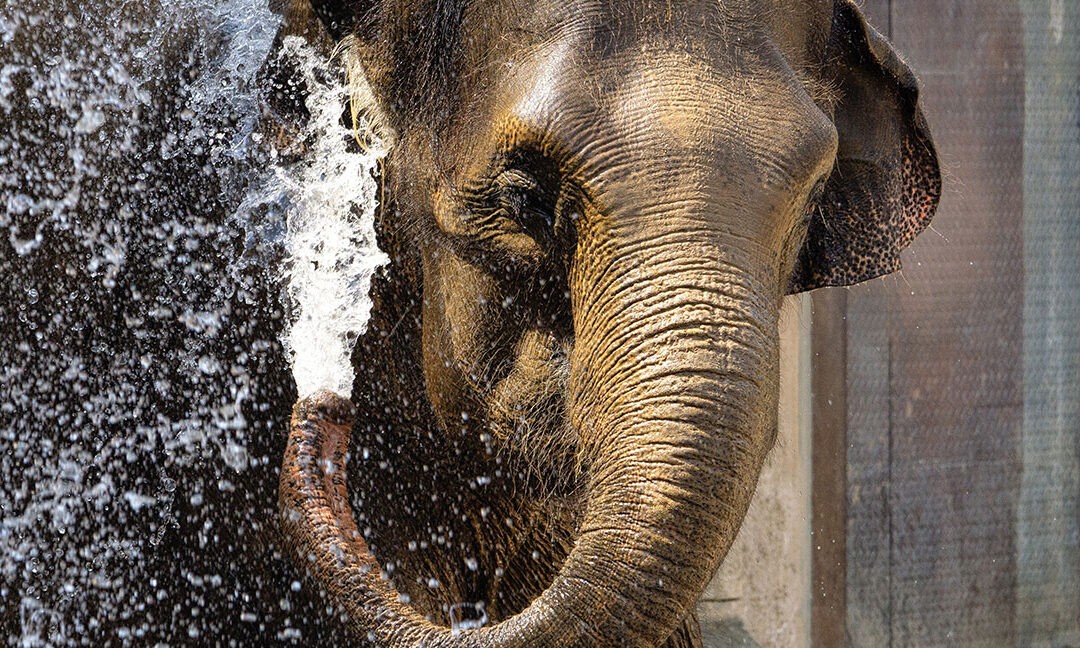 Elefant in der Themenwelt Dschungelpalast im Erlebnis-Zoo Hannover
