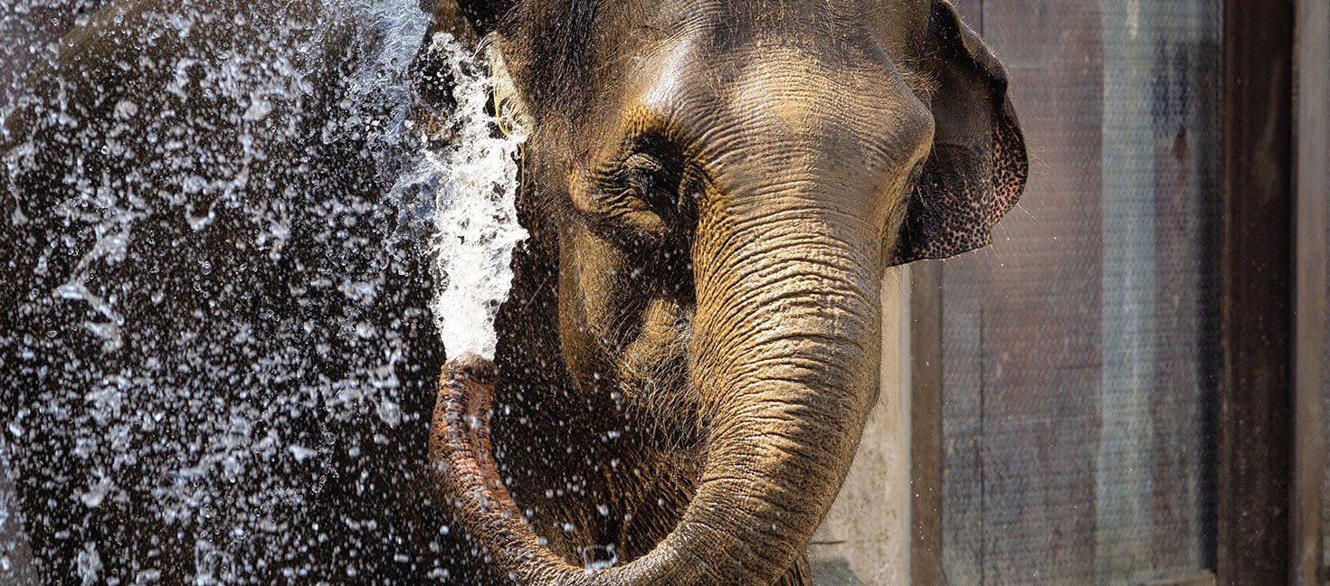 Elefant in der Themenwelt Dschungelpalast im Erlebnis-Zoo Hannover