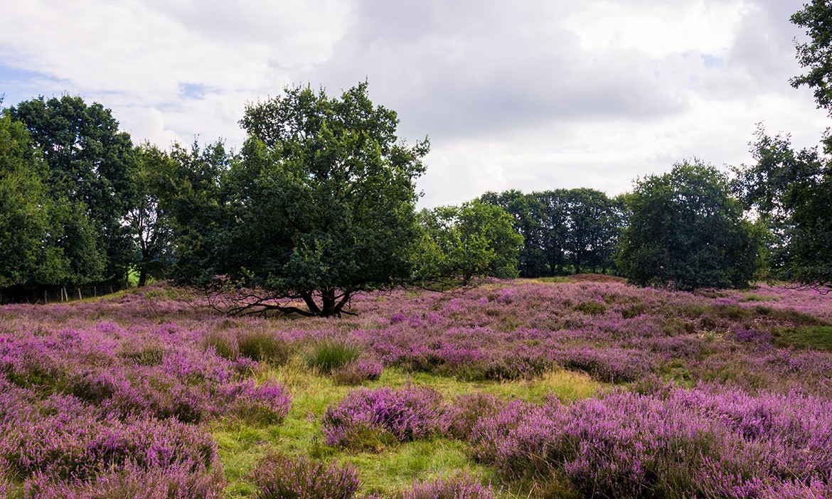 Naturpark Hümmling: Grabhügelfeld Mansenberge bei Sögel - Heideblüte