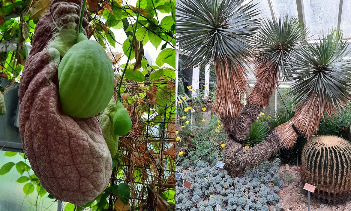 Botanischer Garten Münster: exotische Pflanzen