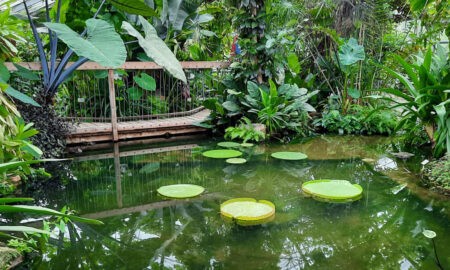 Botanischer Garten Münster: Grünpflanzen im See im Viktoriahaus