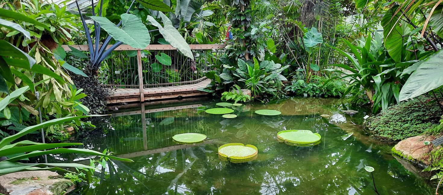 Botanischer Garten Münster: Grünpflanzen im See im Viktoriahaus