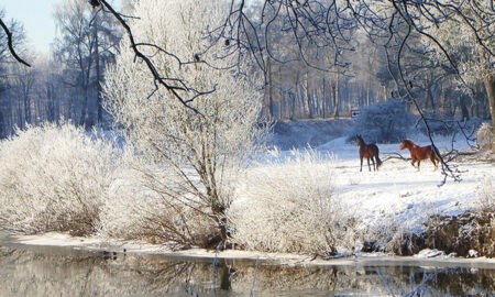 Winterlandschaft an der Ems mit Pferden