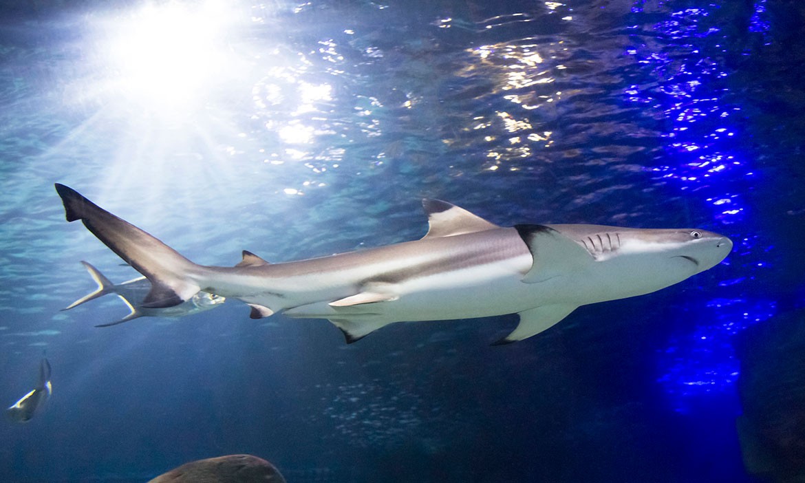 Ein Schwarzspitzen-Riffhai schwimmt in einem Aquarium, umgeben von tiefblauem Wasser, durch das Lichtstrahlen hindurchscheinen.