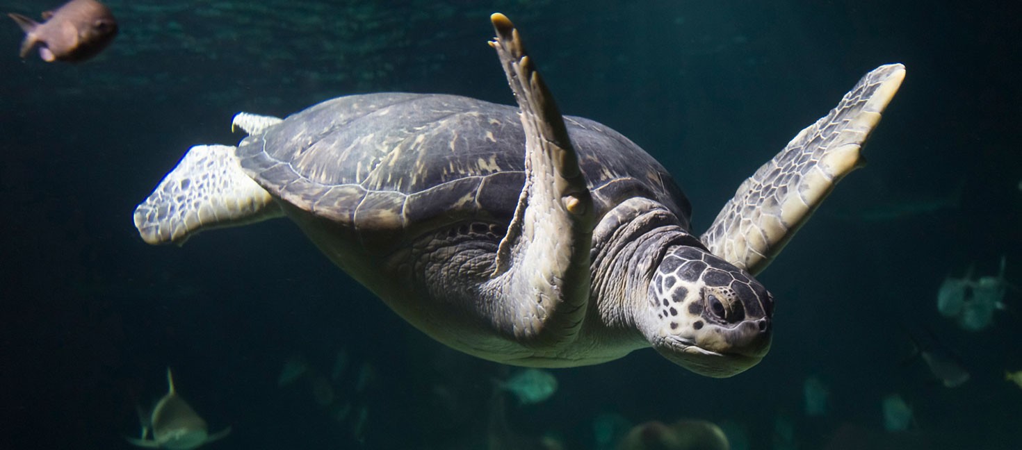 Eine Meeresschildkröte schwimmt anmutig durch das dunkle Wasser eines Aquariums, begleitet von kleinen Fischen.