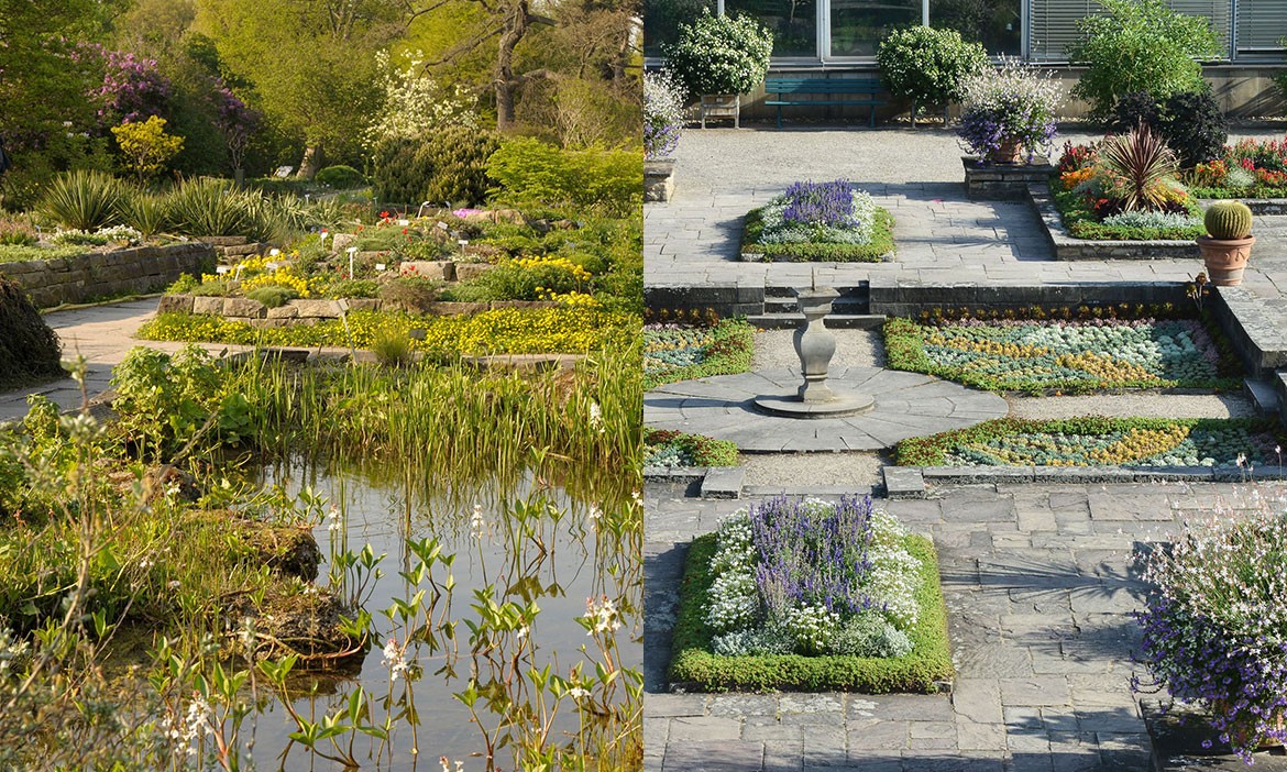 Zweigeteiltes Bild vom Berggarten in Hannover: Links ein naturbelassener, teichreicher Bereich mit üppiger Vegetation, blühenden Stauden und Schilf am Wasser. Rechts ein streng geometrisch angelegter Steingarten mit farblich sortierten Beeten, Lavendel, Sukkulenten und dekorativem Brunnen im Zentrum – beide Gartenstile stehen sich kontrastreich gegenüber.