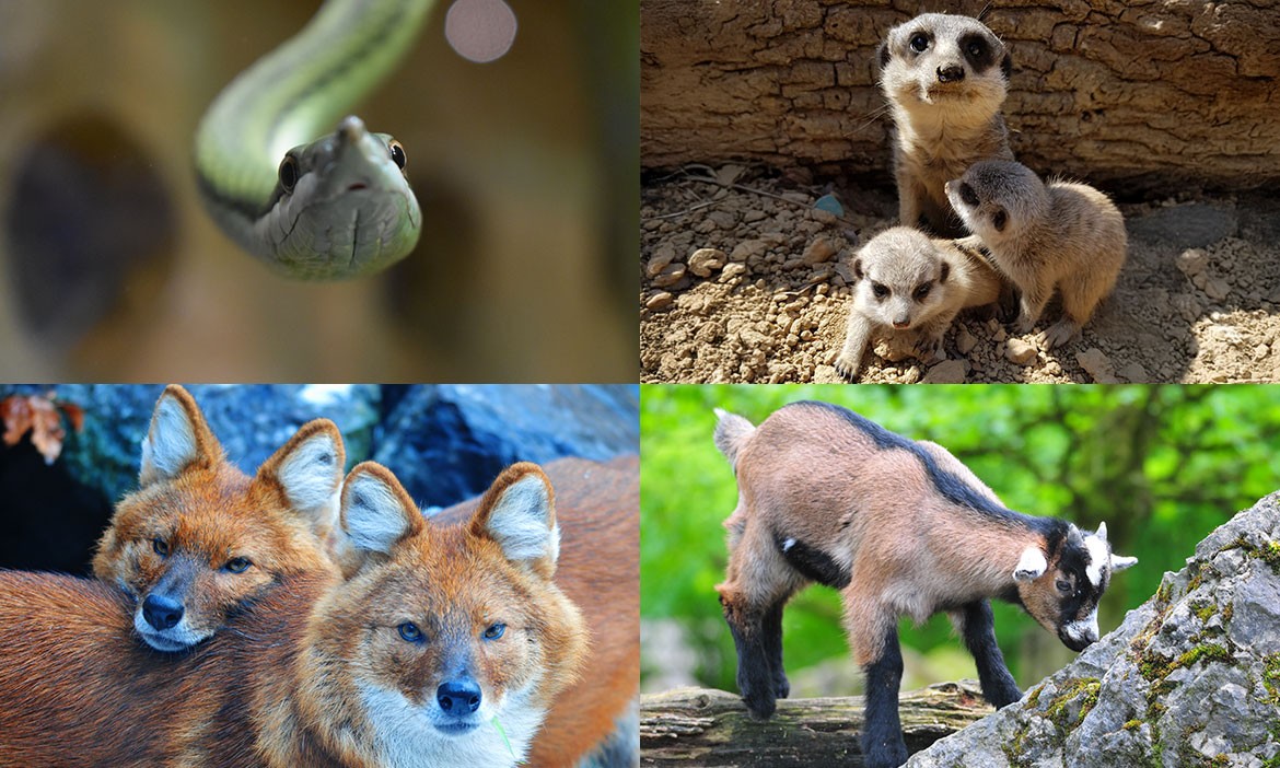 Zoo-Tipps: verschiedene Tiere im Allwetterzoo in Münster