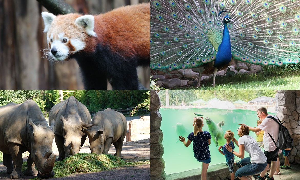 Zoo-Tipps: verschiedene Tiere im Zoo Osnabrück