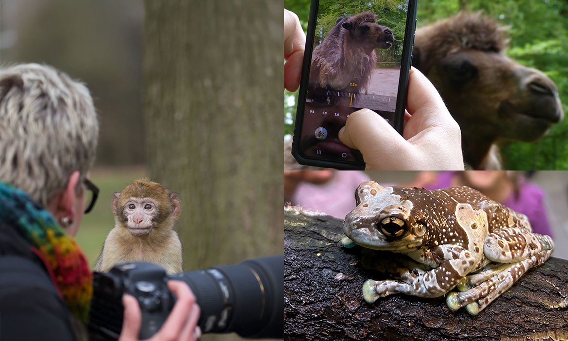 Zoo-Tipps: verschiedene Tiere im Naturzoo Rheine