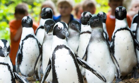 Zoo-Tipps: verschiedene Tiere im Allwetterzoo in Münster