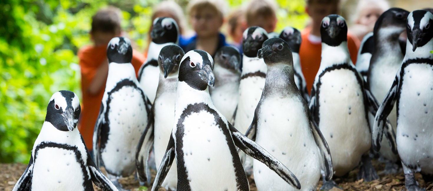 Zoo-Tipps: verschiedene Tiere im Allwetterzoo in Münster
