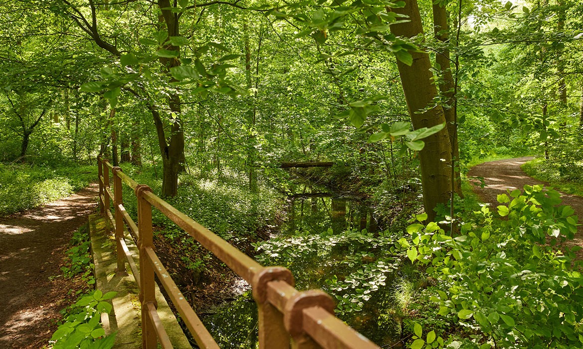 Eilenriede Hannover: Bäume und Waldwege