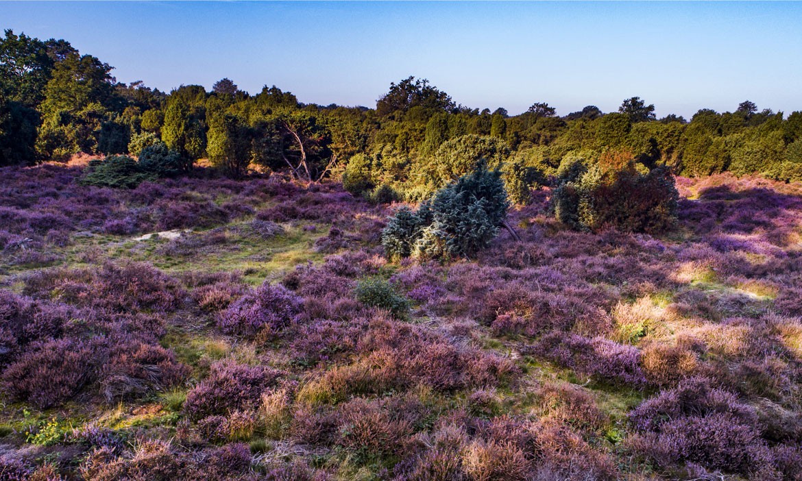 Weitläufige Heidelandschaft mit blühendem violettem Heidekraut und zahlreichen Wacholderbüschen unterschiedlicher Größe. Im Hintergrund begrenzt ein dichter Waldrand die offene Fläche unter klarem Himmel.